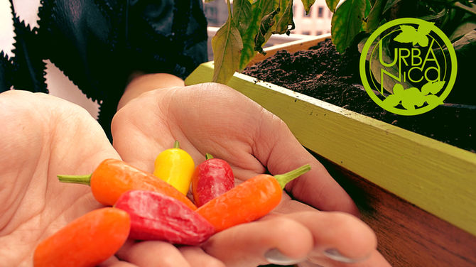 5 beneficios que no sabías de consumir orgánico