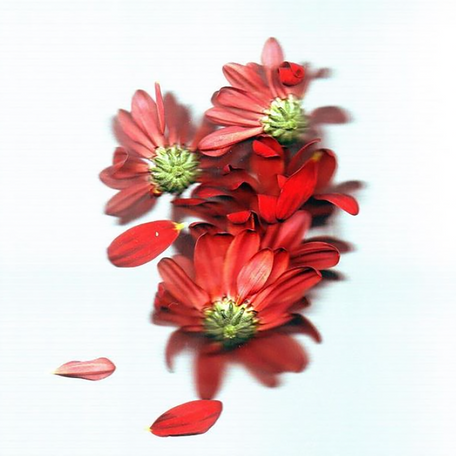 The Truth in Flowers.png
