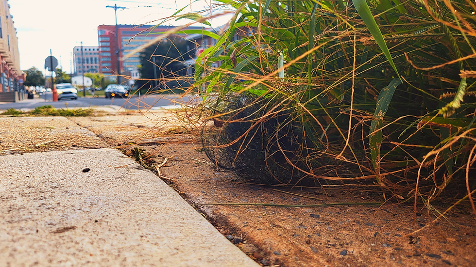BEHIND THE TUMBLEWEAVE: A DOCU-SERIES