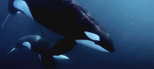 cf9e21709b7cc17c36aa6fb8be940267.gif