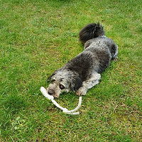 Mischlingsrüde Benni mit dem Seeknoten Fischauge, dem einzigartigen Hundespielzeug aus Segeltau