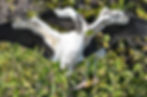 2nd Tour Egret Marsh Expedition 11AM - Vero Beach