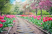 flower path.jpeg