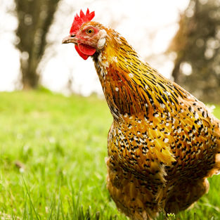 domestic-chicken-g64da95385_1920.jpg