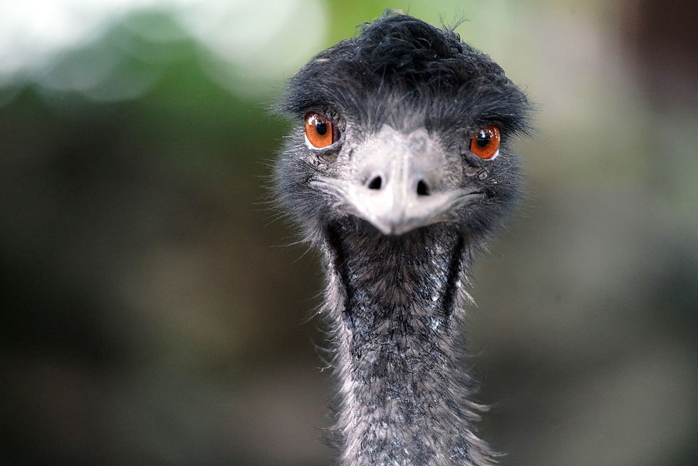 EMU