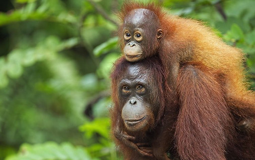 Borneo2.jpg
