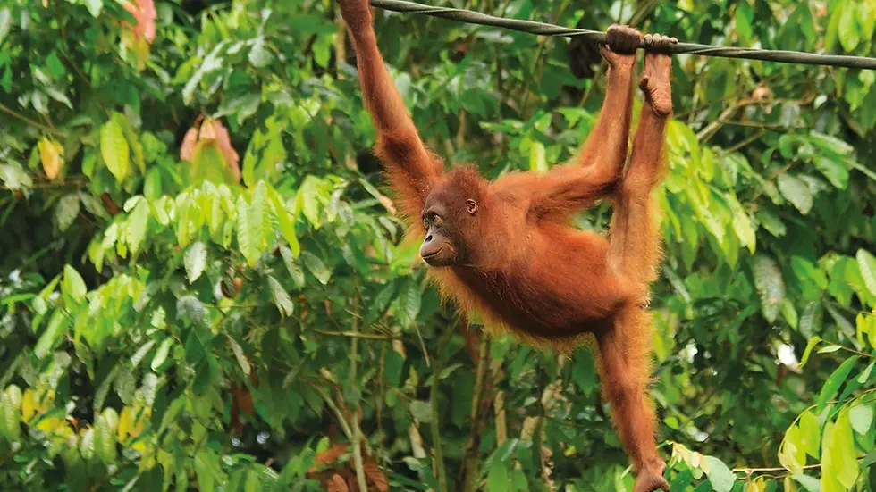 Borneo
