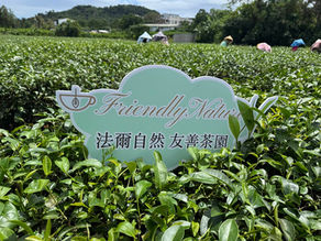 法爾自然、君玉、龍芳等多家茶園再度獲選台東紅烏龍得獎茶,愛茶人又有頂級茶可品嚐了!