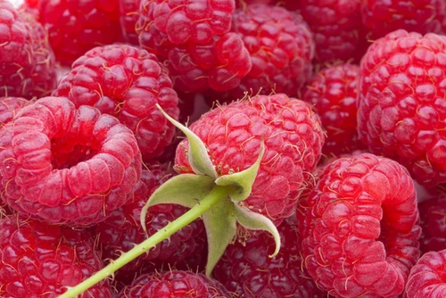 Bravo Raspberry Baba Red Raspberry | ChandlerFruitNursery