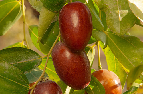GA 866 Jujube | ChandlerFruitNursery