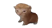 robert-mitosis.gif