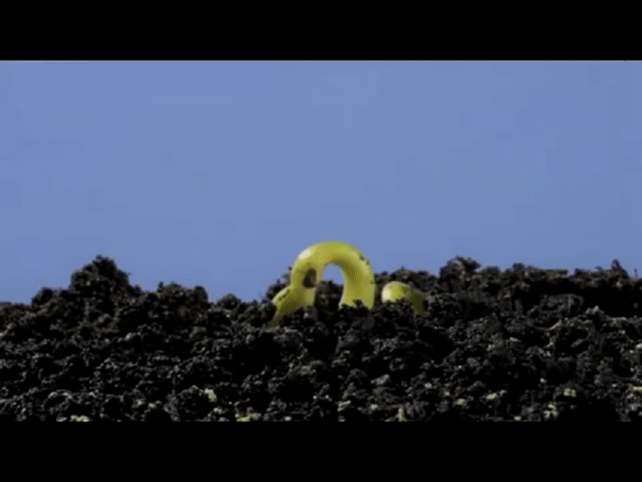 a4Wpdt.gif