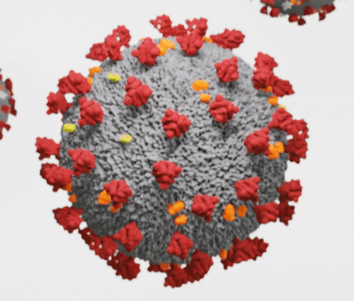 SARS-CoV-2_virion_animation.gif