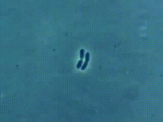 tumblr_o0ws16U1VR1v0wvelo1_400.gif