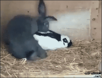 1ae2455abec47e0b814a6a5995c2a498.gif