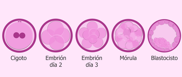 etapas-del-desarrollo-embrionario.png