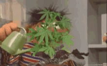 OO.gif