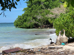 Isla Palma
