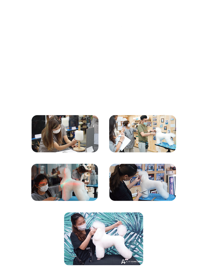 C級寵物美容師課程