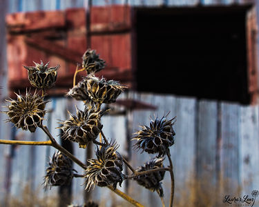 Buttonweed Barn.jpg