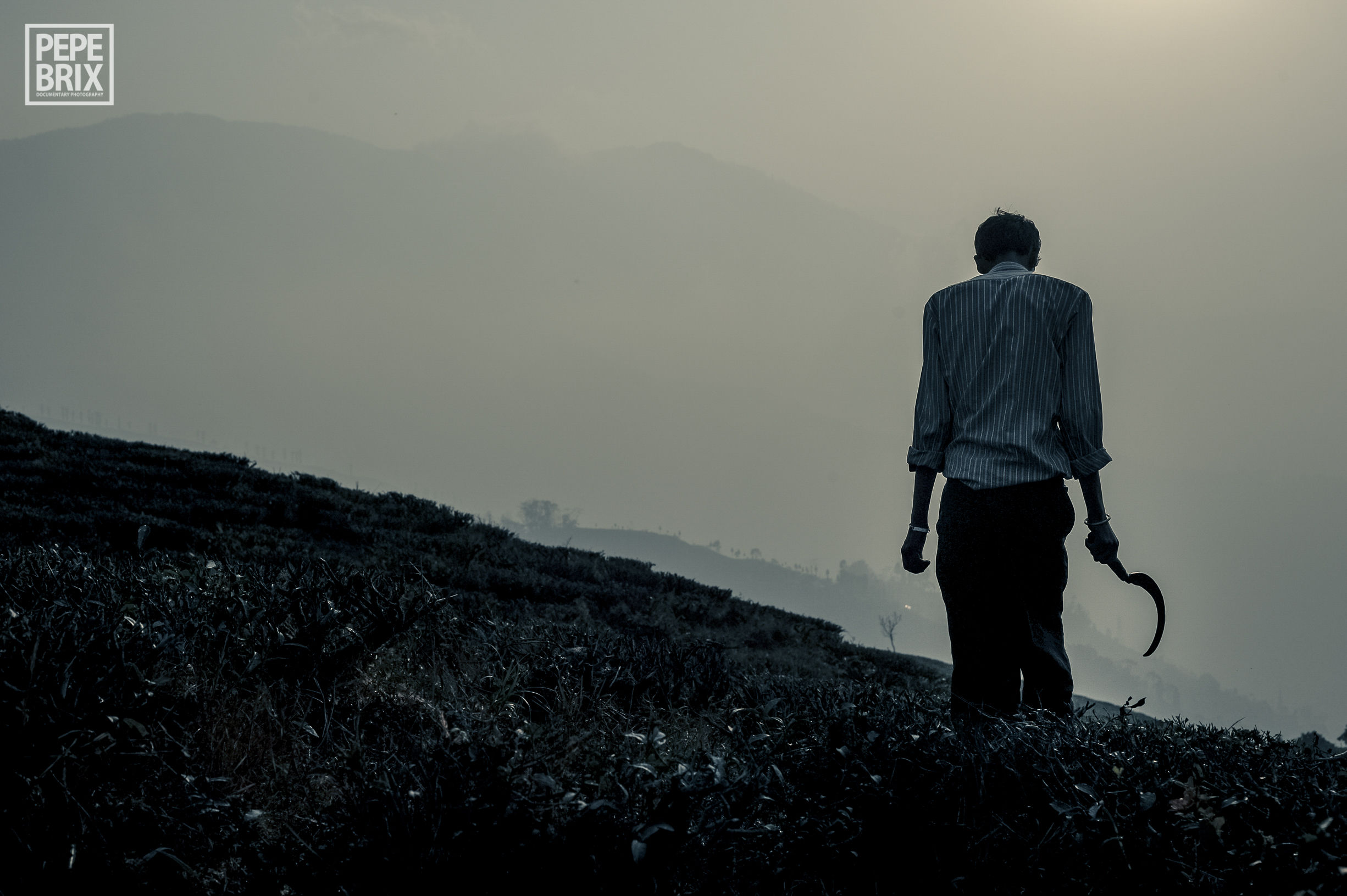 DARJEELING, O LEGADO DE CHÁ DE ALBERT CAMPBELL #10