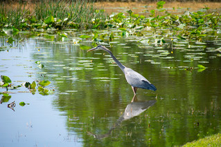 bird hunting4.jpg