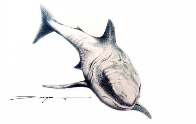 White Shark Lyra Color Stripe Pencils a.jpg