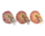 Nautilus | Triptych Series