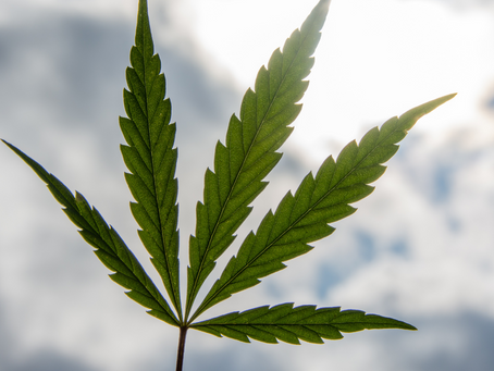 AS THE CANNABIS LEGALIZATION WAVE CONTINUES, FEDERAL LEGALIZATION GAINS MOMENTUM