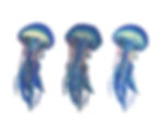 Jellyfish | Triptych Series