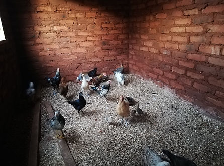 Kongwa - Chickens.jpg