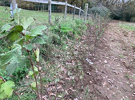 CH fence 1.jpg