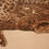 Thumbnail: Lazy Sunday - Leopard