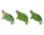 Turtle | Triptych Series
