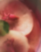 Closeup of flower petals