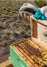 peeking on bees.png
