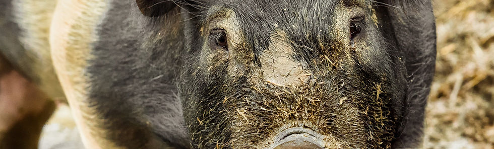 BIG PIG PORTRAIT_P1070463-2-Edit_edited_edited_edited_edited.jpg