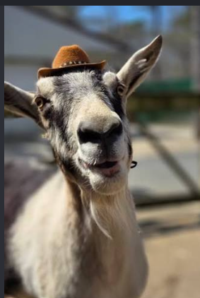 Chintu, rescued goat