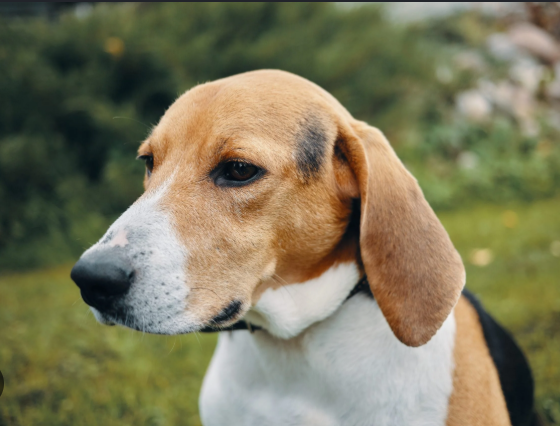 Lucy, rescued dog