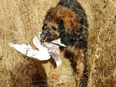 Born and bred to hunt!