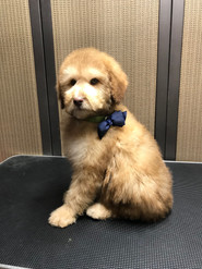 Phoebe pup