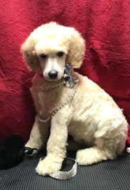 Phoebe pup