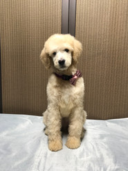 Phoebe pup