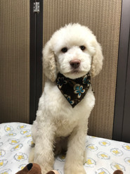 Phoebe pup