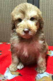 Phoebe pup