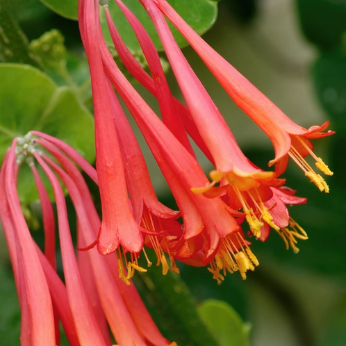 wild honeysuckle.webp