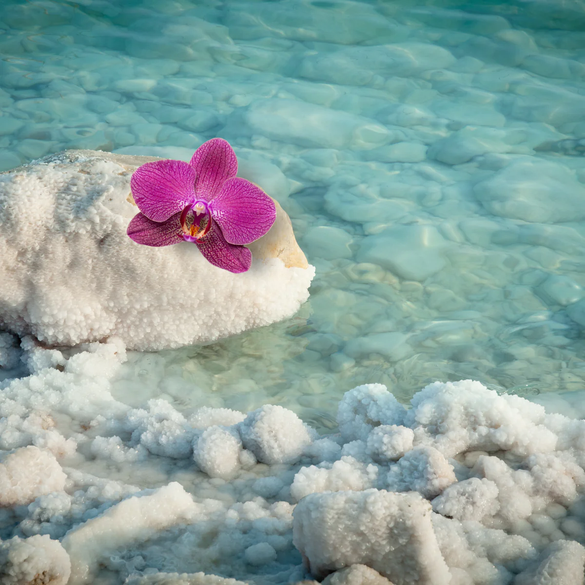 ocean orchid.webp