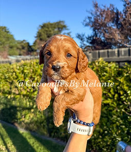 eZy Watermark_18-08-2025_12-14-42-4760pm.jpeg