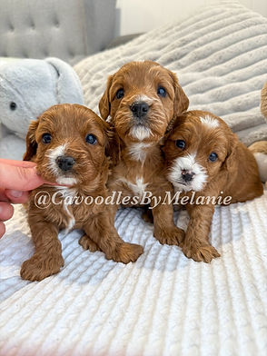 eZy Watermark_18-08-2025_12-15-26-2560pm.jpeg