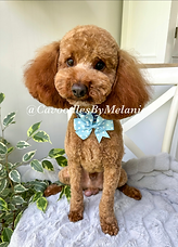 eZy Watermark_24-02-2023_02-36-15pm.png